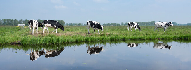 black and white spotted calves reflected in water of canal near Dordrecht in holland