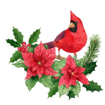 recommend clip art: Composition with holly, Northern cardinal and poinsettia, watercolor Christmas bouquet. Hand-painted watercolor element for invitations, greeting card