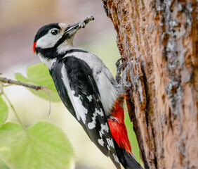Buntspecht bringt Futter für den Nachwuchs