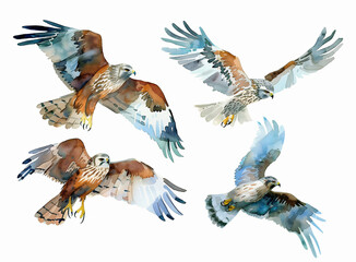 watercolour painting of marsh harrier set collection isolated on white background