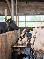 spotted black and white cows drink inside barn of dutch farm in holland