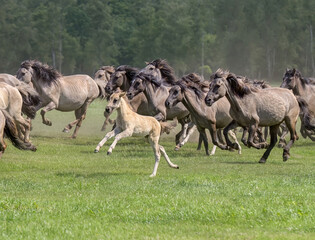 Herd of Dulmen ponies mares with a cute foal running at a gallop across a green grass meadow, this...