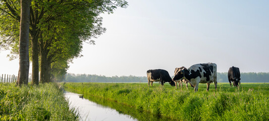 black and white spotted cows in green meadow at sunrise in the netherlands