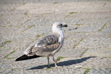 Seagull, group of birds classified within the order Charadriiformes and family Laridae, belonging to the suborder Lari.