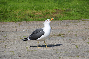 Seagull, group of birds classified within the order Charadriiformes and family Laridae, belonging to the suborder Lari.