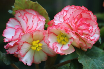 White and pink big flowers of tuberous begonia. Begonia tuberhybrida in flowerpot close up