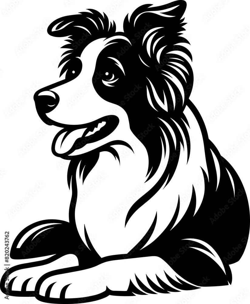 Poster Border Collie Dog