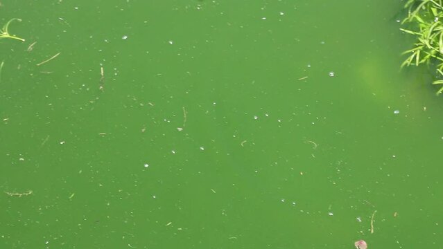  Footage of swimming Rainbow fish 