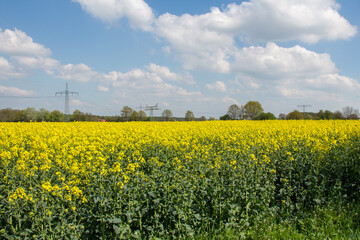 Fototapeta premium Rapsfeld in der Altmark