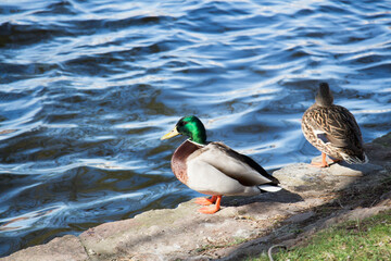 Stockenten am Teichufer