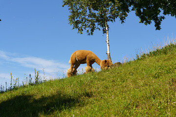 Majestic Lama Standing on a Grassy Hill Under a Clear Blue Sky