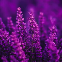 Fototapeta premium close up of lavender flowers