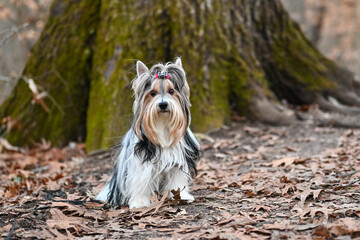 A beautiful Biewer Terrier with long, silky fur and a bow in its hair sits attentively on a bed of fallen leaves in a forest setting.  The dog is framed by a large, moss-covered tree trunk.