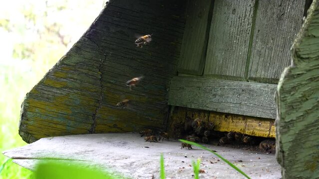 Bees flying around an old green hive