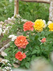 red and white roses