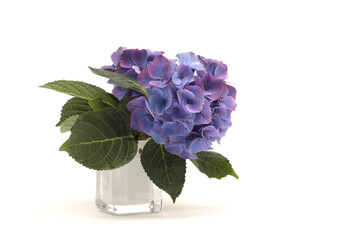 Blue violet lilac hydrangea flower in white vase on white. Minimalist still life.