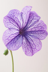 The scene showcases a striking violet flower with a healthy green stem seen from a close distance