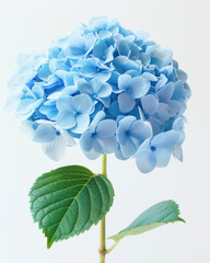 A beautiful blue hydrangea flower with a green leaf set against a white background