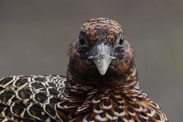 Common pheasant (Phasianus colchicus) female closeup in spring.	
