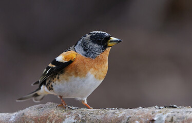 Brambling (Fringilla montifringilla) male perched on a branch in spring.	
