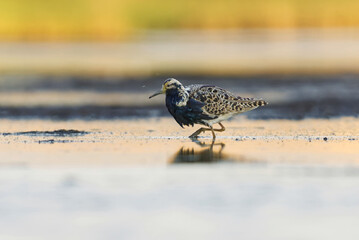 Ruff (Calidris pugnax) male feeding in the wetlands in summer.	
