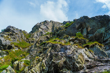 Scenic Mountain Trail in Zakopane's High Tatras, Poland with Vibrant Wildflowers
