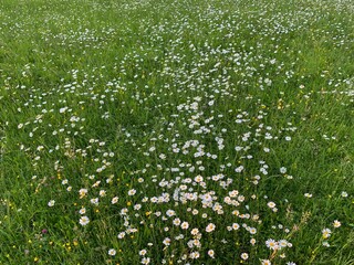 field of daisies