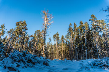 winter forest at sunset