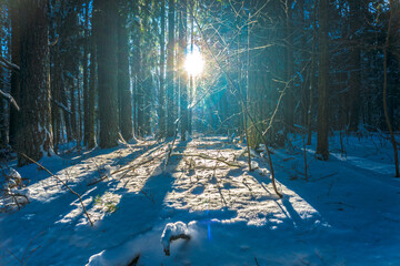 winter forest at sunset