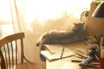 Study at home with white beautiful British cat resting on table, home interior. cinematic, sunset...