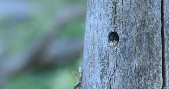 Carpenter bee peers out of the entrance to the breeding den with its rear end and carries wood debris into the open.