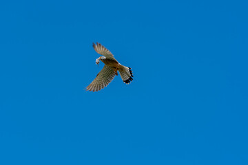Falke mit Beute