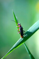 Cute bug sitting on leaf