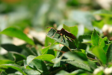 Cute bug sitting on leaf