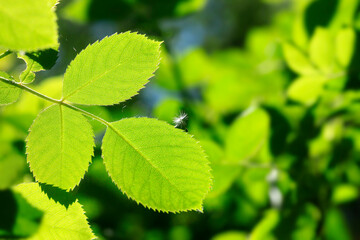 Colorful plant in spring garden