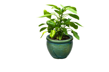 Mini Bell pepper plant with fruits in green pot isolated