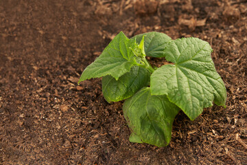 Planted on the bed cucumber bush grown by seedling method.