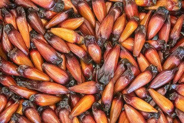 Pinhão fruit from Araucária angustifolia, pine from Paraná ( pinherio do Paraná ), top view. Full frame. Prudentópolis, Curitiba. Tradição gaúcha