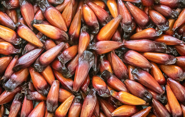 Pinhão fruit from Araucária angustifolia, pine from Paraná ( pinherio do Paraná ), top view. Full frame. Prudentópolis, Curitiba. Tradição gaúcha