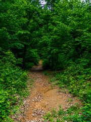 Golderesi waterfall and forestroad are so beautifull in spring.