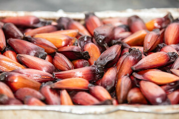 Pinhão fruit from Araucária angustifolia, pine from Paraná ( pinherio do Paraná ), top view. Full frame. Prudentópolis, Curitiba. Tradição gaúcha