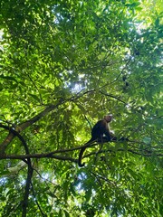 photo d'un singe dans un arbre dans la jungle colombienne à Santa Marta. Le singe est assis sur une branche et les feuilles sont vertes et touffues. au milieu d'une forêt dans le parc Tayrona