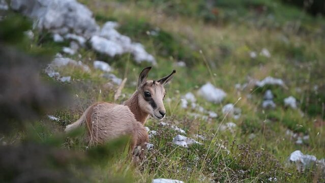 Chamois (Rupicapra rupicapra) jeune chamois en &eacute;t&eacute; au repos. Alpes. France