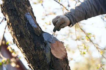 Gardening. A man treating a fresh wound on the trunk of an old apple tree after cutting down a...