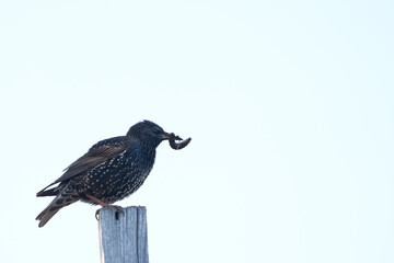 A common starling with a beetle larva in its beak in front of a nest with chicks. Copy space.