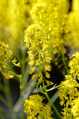 saint valery sur somme