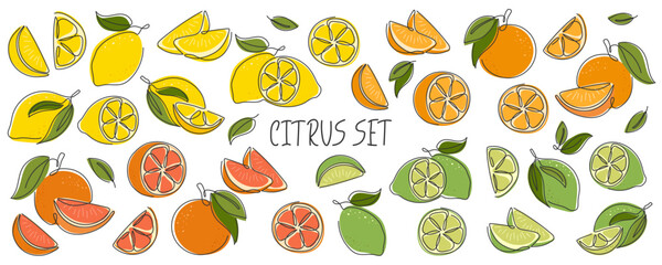 Large collection of various citrus. Lemon, lime, orange, whole grapefruit and slices. Ingredient for lemonade, juice. Set of icons. Element for packaging design, card, pattern, logo