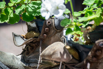 Flowers growing in old shoes