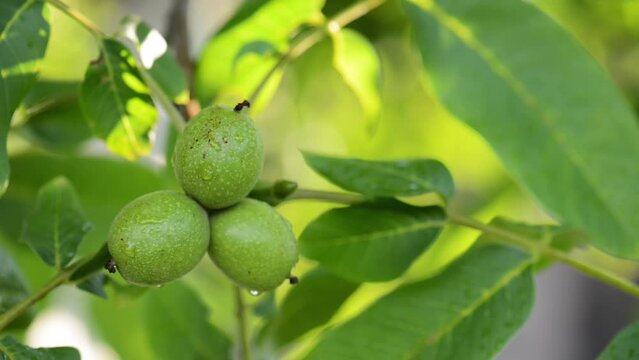 The common walnut in growth. A walnut is the nut of any tree of the genus Juglans (Family Juglandaceae), particularly the Persian or English walnut, Juglans regia.
