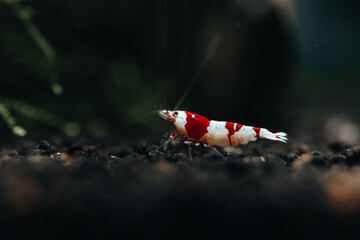 Caridina Crystal Red Shrimp